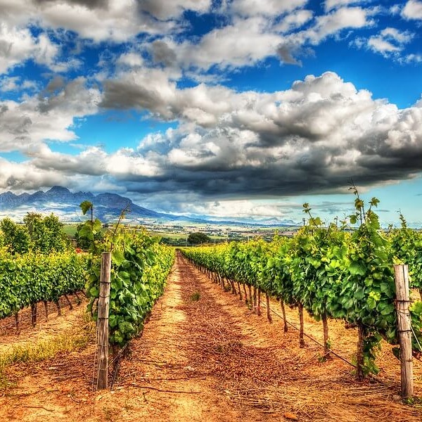 vineyards macedonia